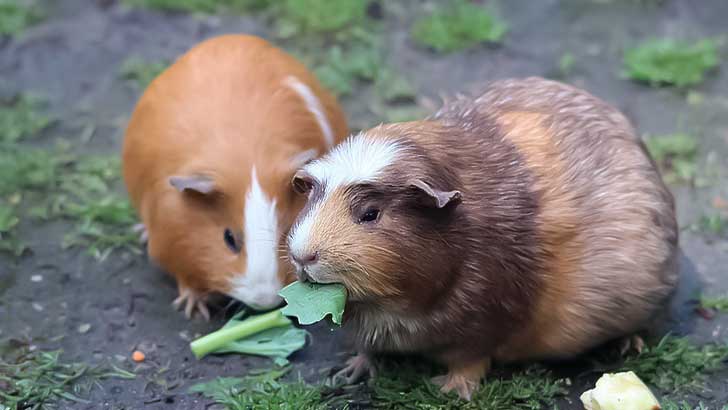 গিনিপিগ (Cavia porcellus), দক্ষিণ আমেরিকার ইঁদুরের একটি গৃহপালিত প্রজাতি